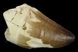 Mosasaur (Prognathodon) Tooth - Morocco #118893-1